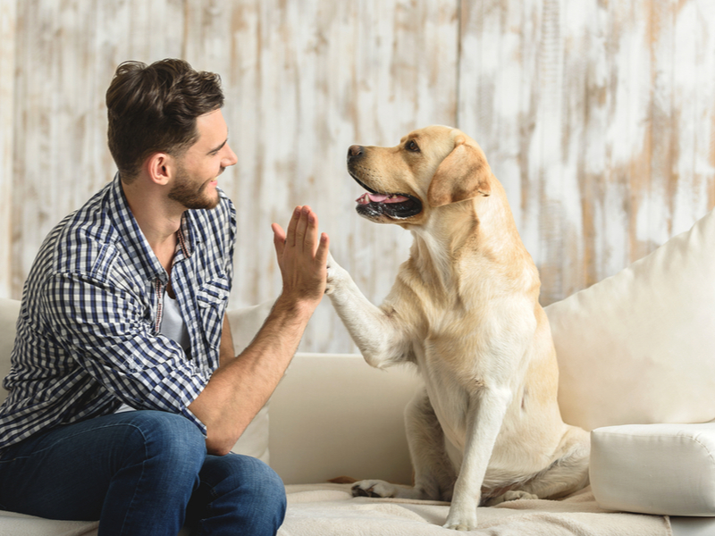 5 причин з яких вам слід завести собаку