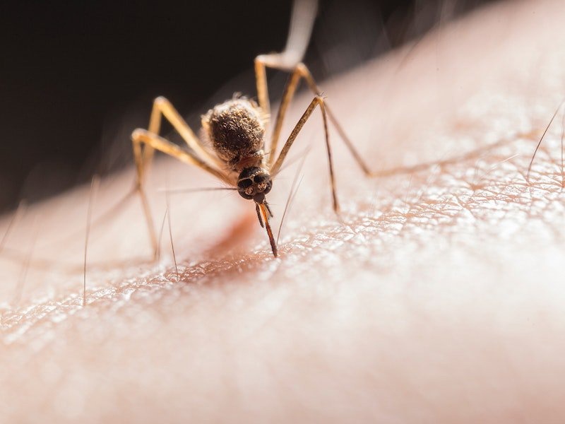 Як позбутися комарів: 10 ефективних засобів